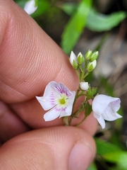 Veronica lanceolata