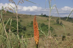 Kniphofia