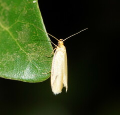 Philobota protecta
