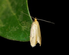 Philobota protecta
