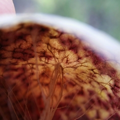 Andricus vacciniifoliae