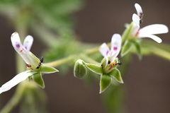 Pelargonium odoratissimum