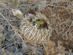 Diodon hystrix
