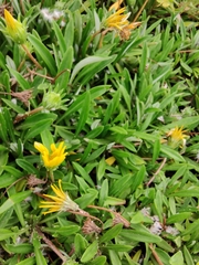 Gazania rigens