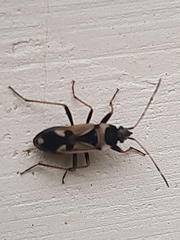 Raglius confusus