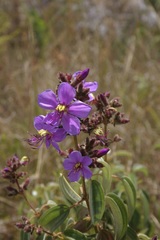 Dissotis princeps