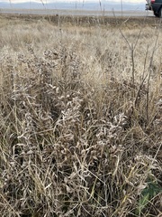 Thermopsis lanceolata
