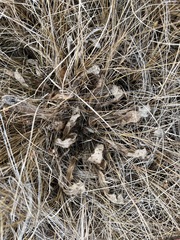 Cirsium acaule esculentum