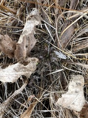 Cirsium acaule esculentum