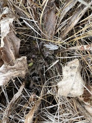 Cirsium acaule esculentum