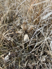 Cirsium acaule esculentum