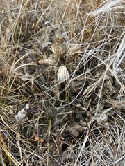 Cirsium acaule esculentum