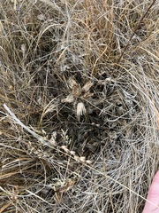 Cirsium acaule esculentum