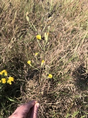 Hieracium longipilum
