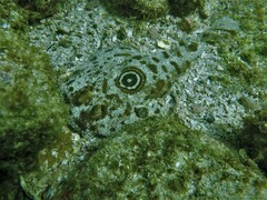 Diplobatis ommata