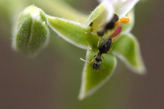 Pelargonium odoratissimum