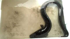 Anguilla marmorata