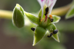 Pelargonium odoratissimum