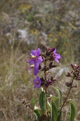 Dissotis princeps
