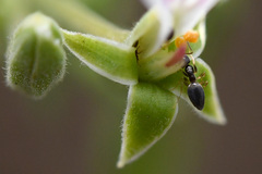 Pelargonium odoratissimum