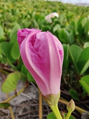 Ipomoea pes-caprae brasiliensis