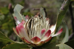 Protea madiensis image