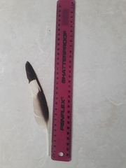 Burhinus