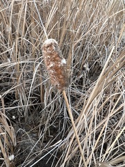 Typha laxmannii