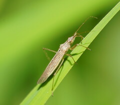 Nabis kinbergii