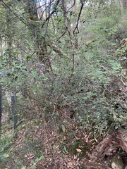 Prostanthera violacea