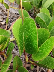 Ipomoea pes-caprae brasiliensis