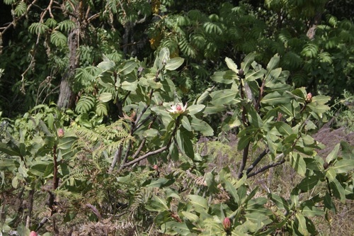 Protea madiensis image