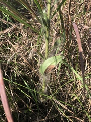 Hieracium longipilum