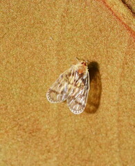 Saccharodite chrysonoe