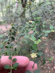 Prostanthera violacea