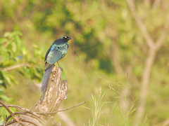 Lamprotornis caudatus