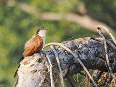 Centropus senegalensis