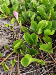 Ipomoea pes-caprae brasiliensis