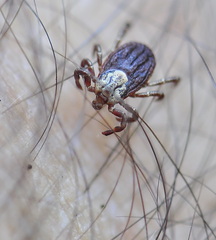 Dermacentor marginatus