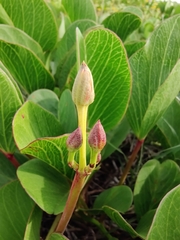 Ipomoea pes-caprae brasiliensis