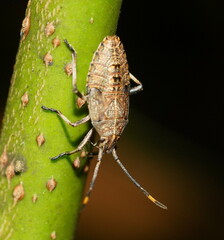 Omyta centrolineata