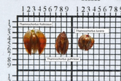 Thamnochortus fruticosus