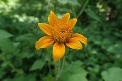 Tithonia thurberi