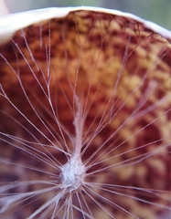 Andricus vacciniifoliae