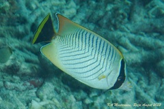 Chaetodon trifascialis