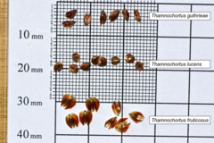 Thamnochortus fruticosus