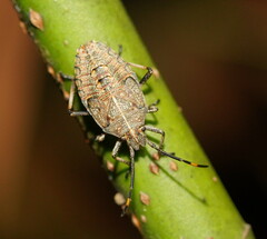 Omyta centrolineata