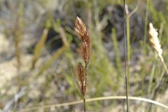 Thamnochortus fruticosus