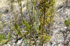 Thamnochortus fruticosus