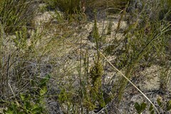 Thamnochortus fruticosus